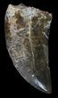 Tyrannosaur Tooth - Aguja Formation, Texas #67785-1